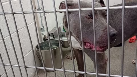 Rebel 11y A870950 kennel 192 PACC shelter He's groovy & only 2 brief times, excited-barks20250803581