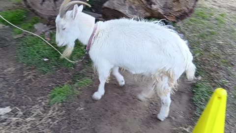 冬休み明けの山羊さん