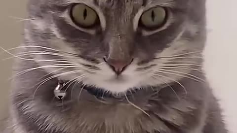 Ankha meme cat