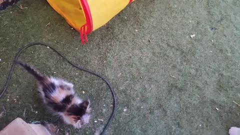 Ginger boy, Phoenix, saves baby CoCo from crazy kitten, Pudding.