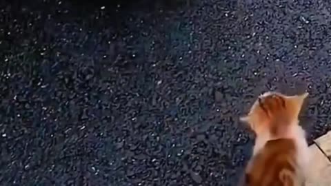 Funny video