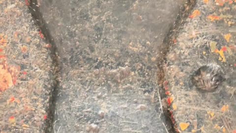 Topkapi Palace Museum prophet muhammad footprint istanbul