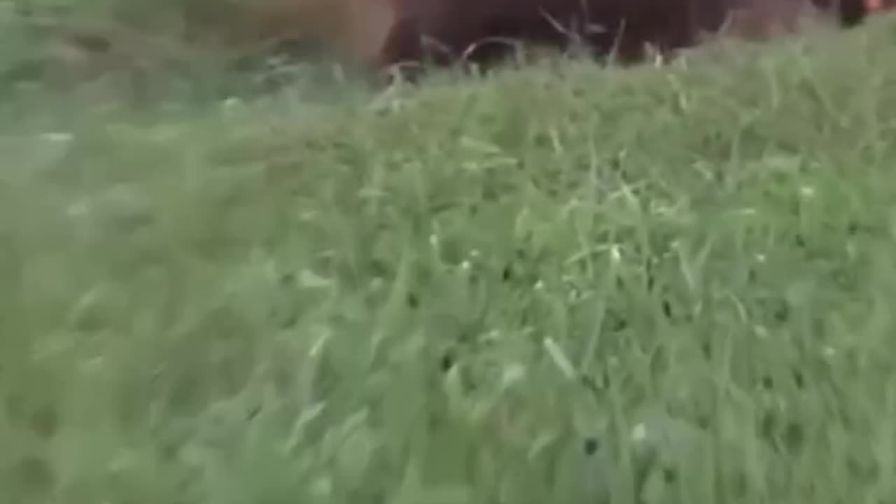 Hund vs. Ulv #1