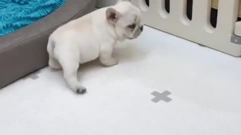 Tiny Dog Gets Mad When Touched – Cățelul Micuț Se Supără Când Este Mângâiat 🐶😡😂