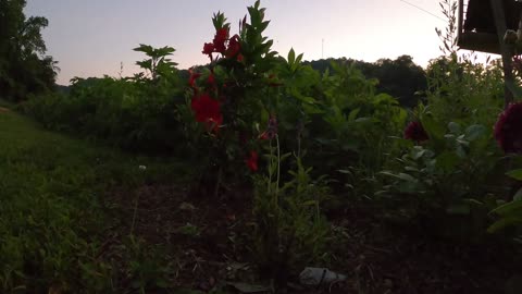 Lightening bugs, Fireflies