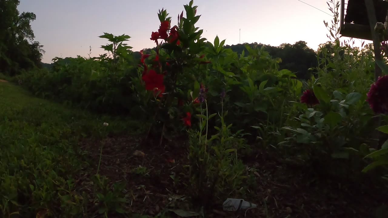 Lightening bugs, Fireflies