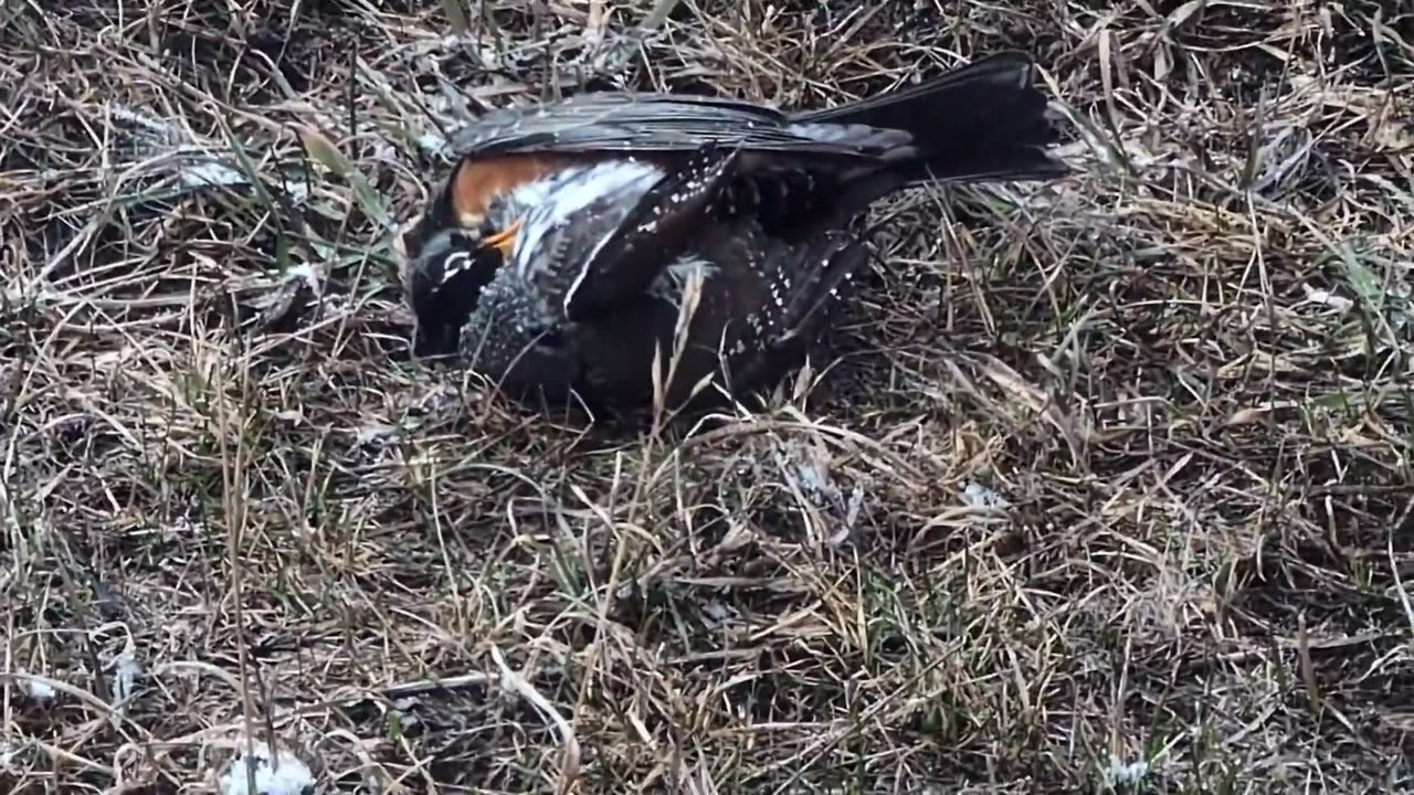 BRUTAL & SHOCKING! Savage Animal Moments Caught on Camera 27😱🔥