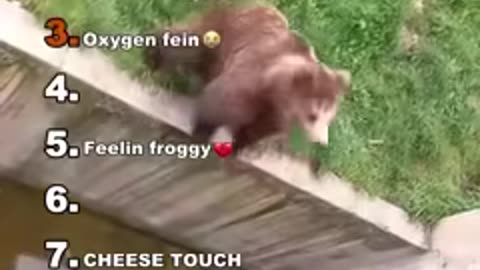 Animals Being Weird!