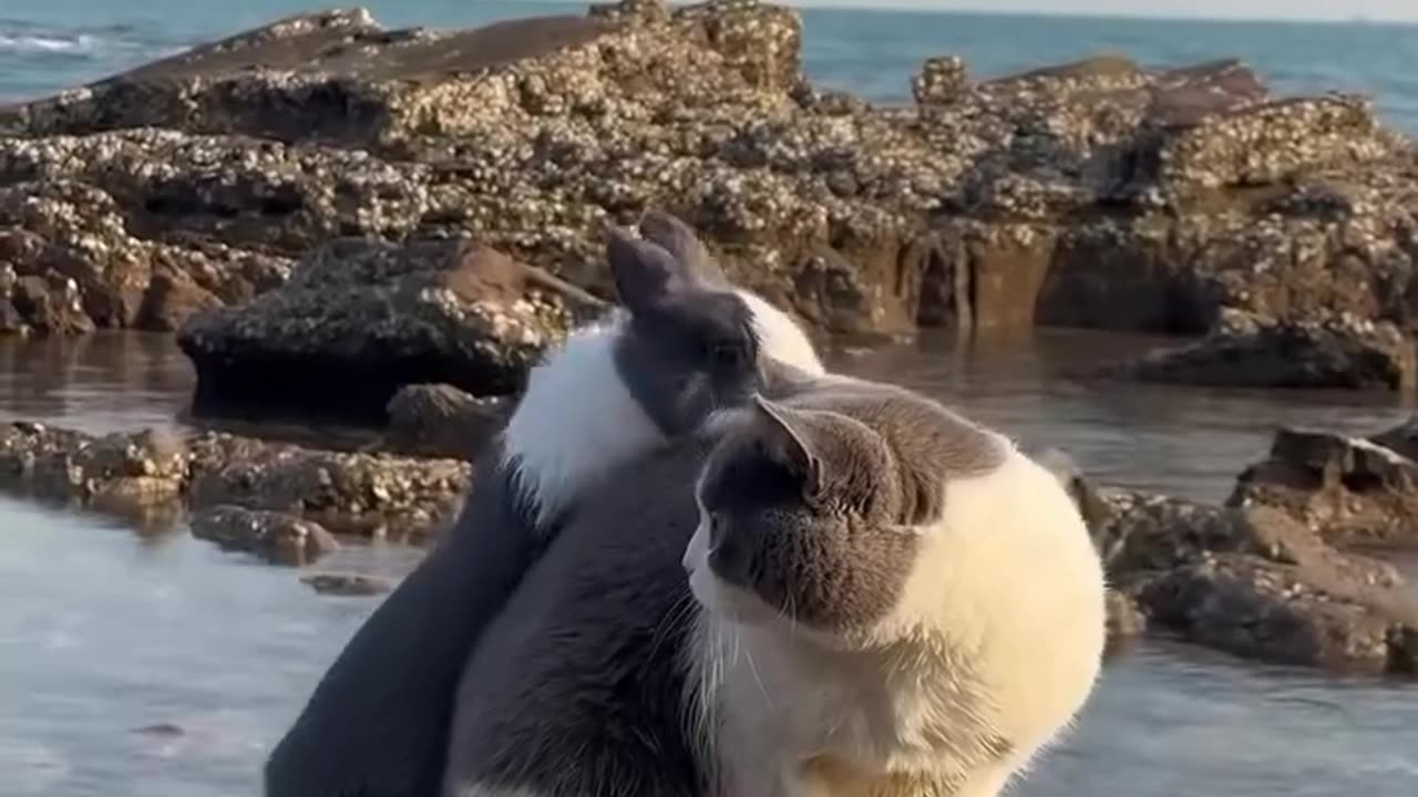 bunnies vs cats 🐰😼 who’s cuter?