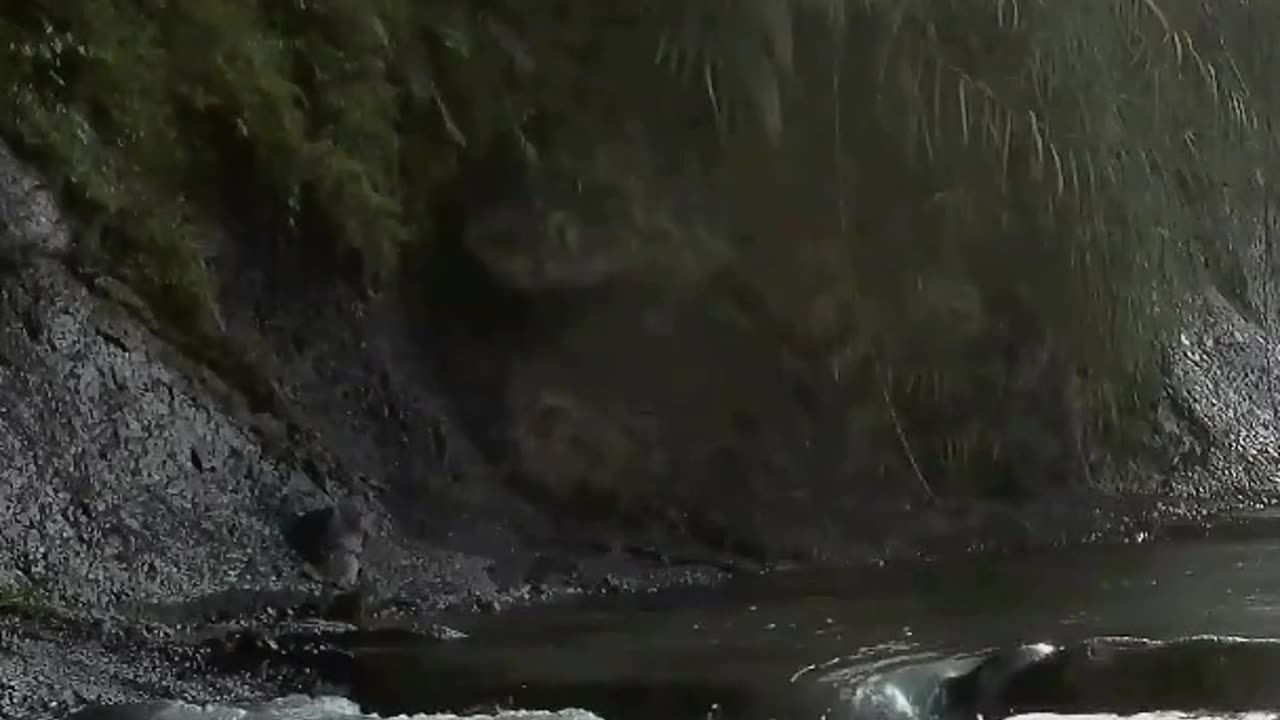 Creek Ambience: Quick Nature Escape