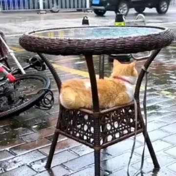 Kitty found the best spot.. 😊