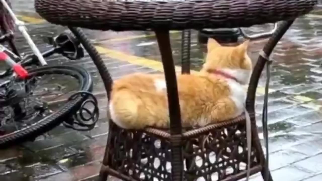 Kitty found the best spot.. 😊