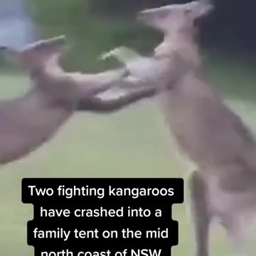 Kangaroos fighting