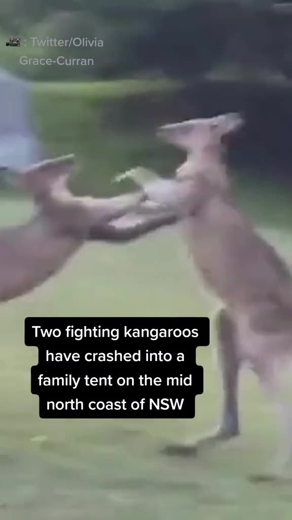 Kangaroos fighting