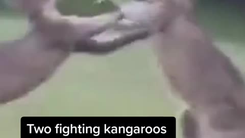 Kangaroos fighting