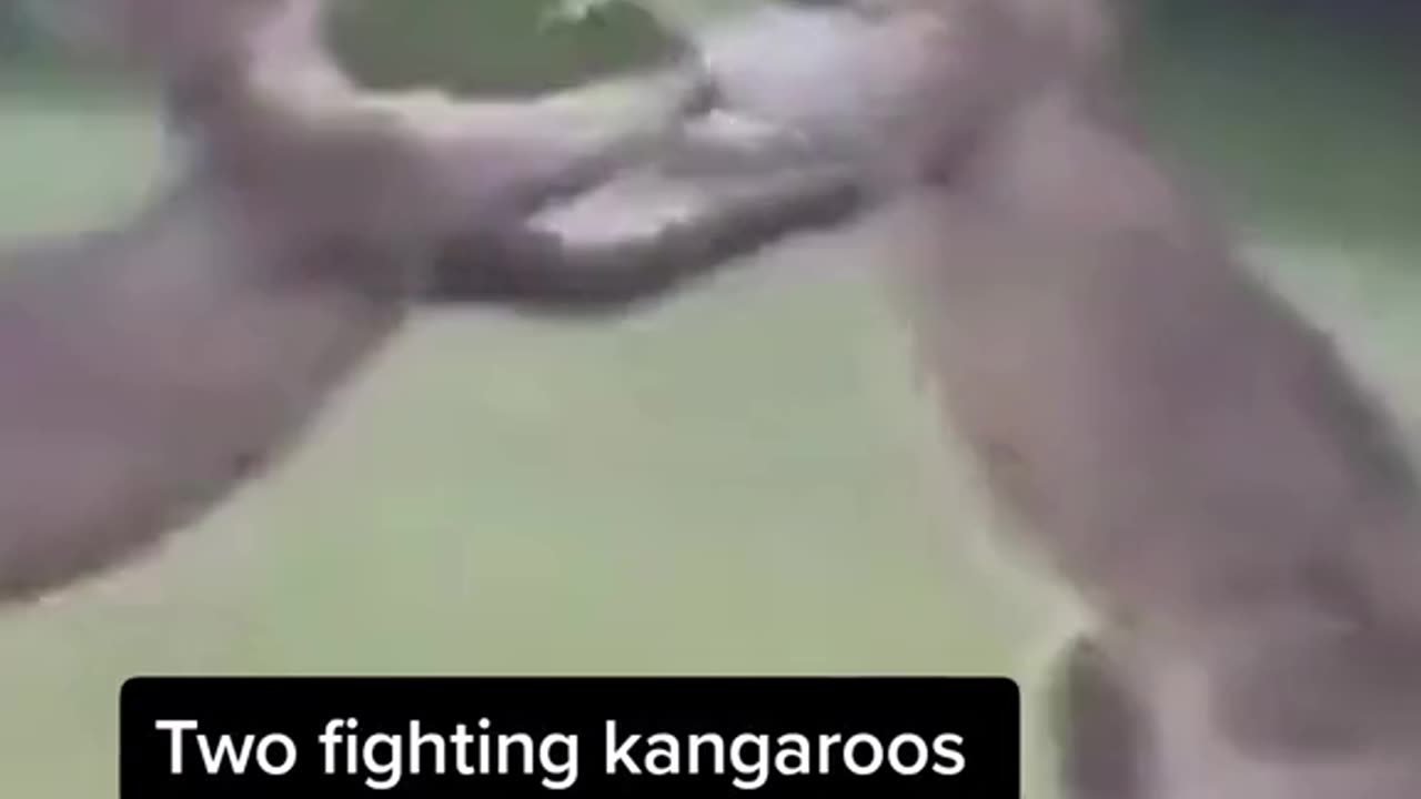 Kangaroos fighting