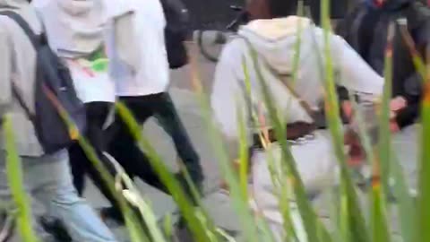 Chimpout level 0 Spanish edition anti ICE