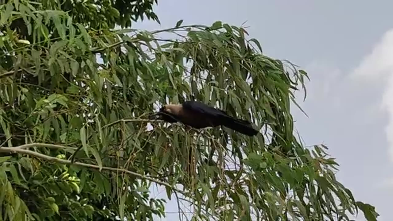 crow so