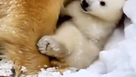 Embrace the warmth of love in the icy wilderness with the polar bear