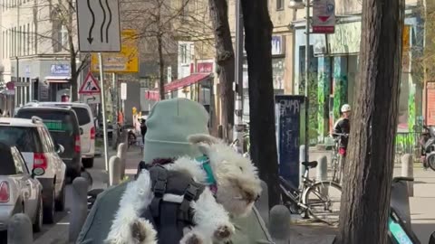Biking Backpack Dog