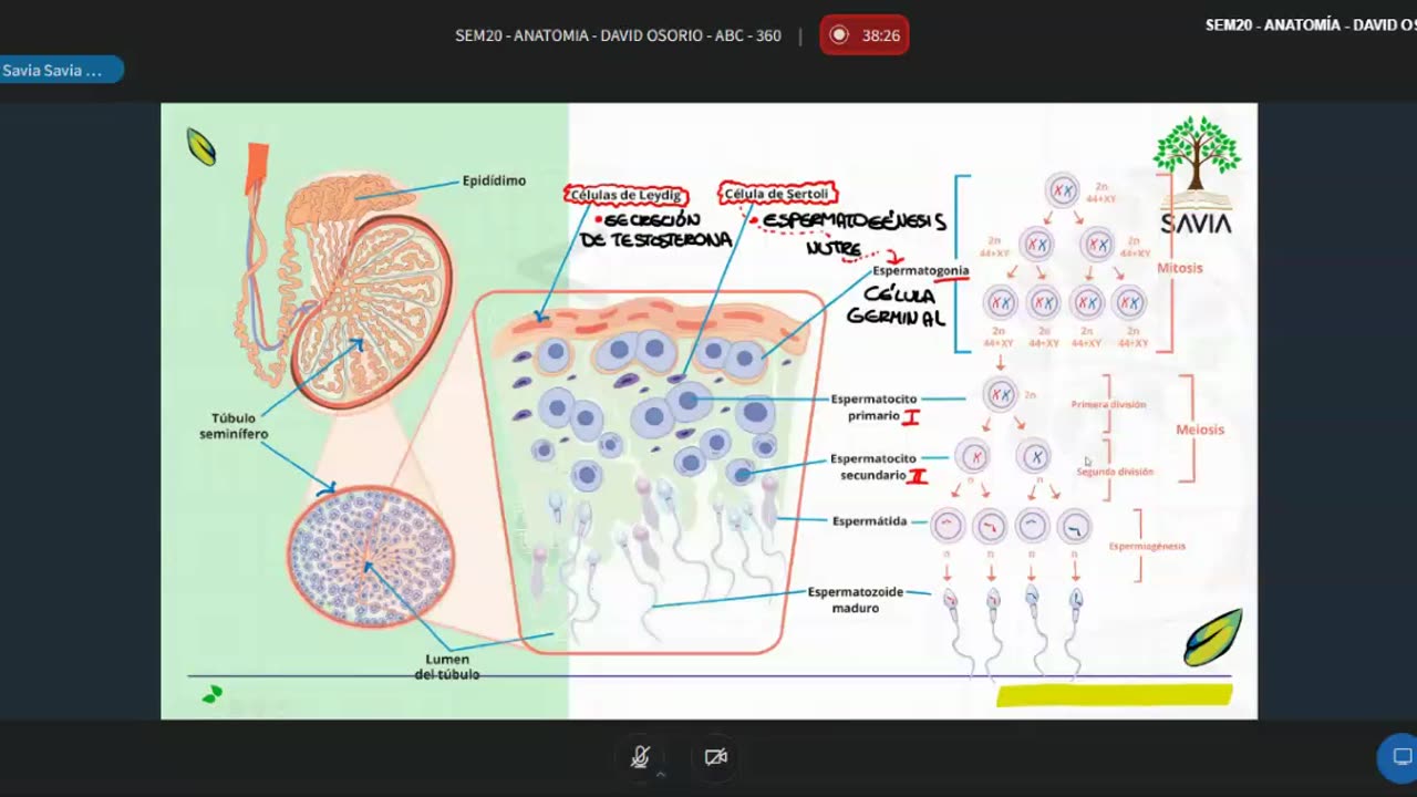 SAVIA SEMIANUAL 2024 | Semana 20 | Anatomía S1
