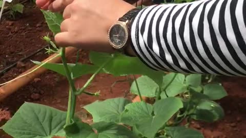 The process of wrapping cucumber plants with twine. #cucumber