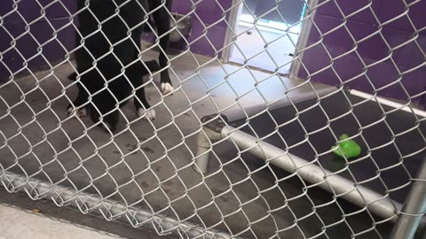 Astro 11mos Pet Id 947516 kennel 7 HSSAZ shelter he's a cool guy💞_20250627_152146374