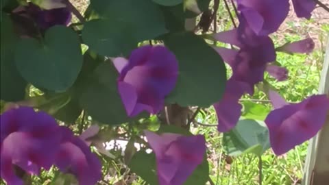 Morning glory