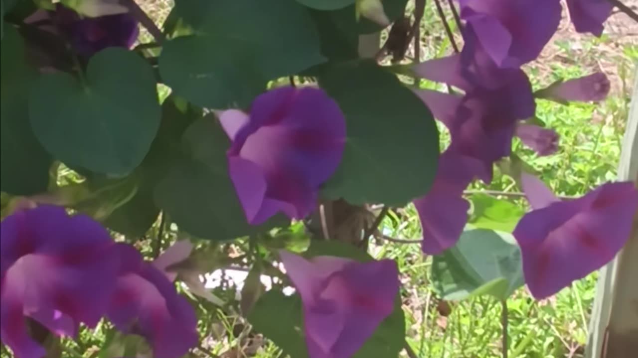 Morning glory
