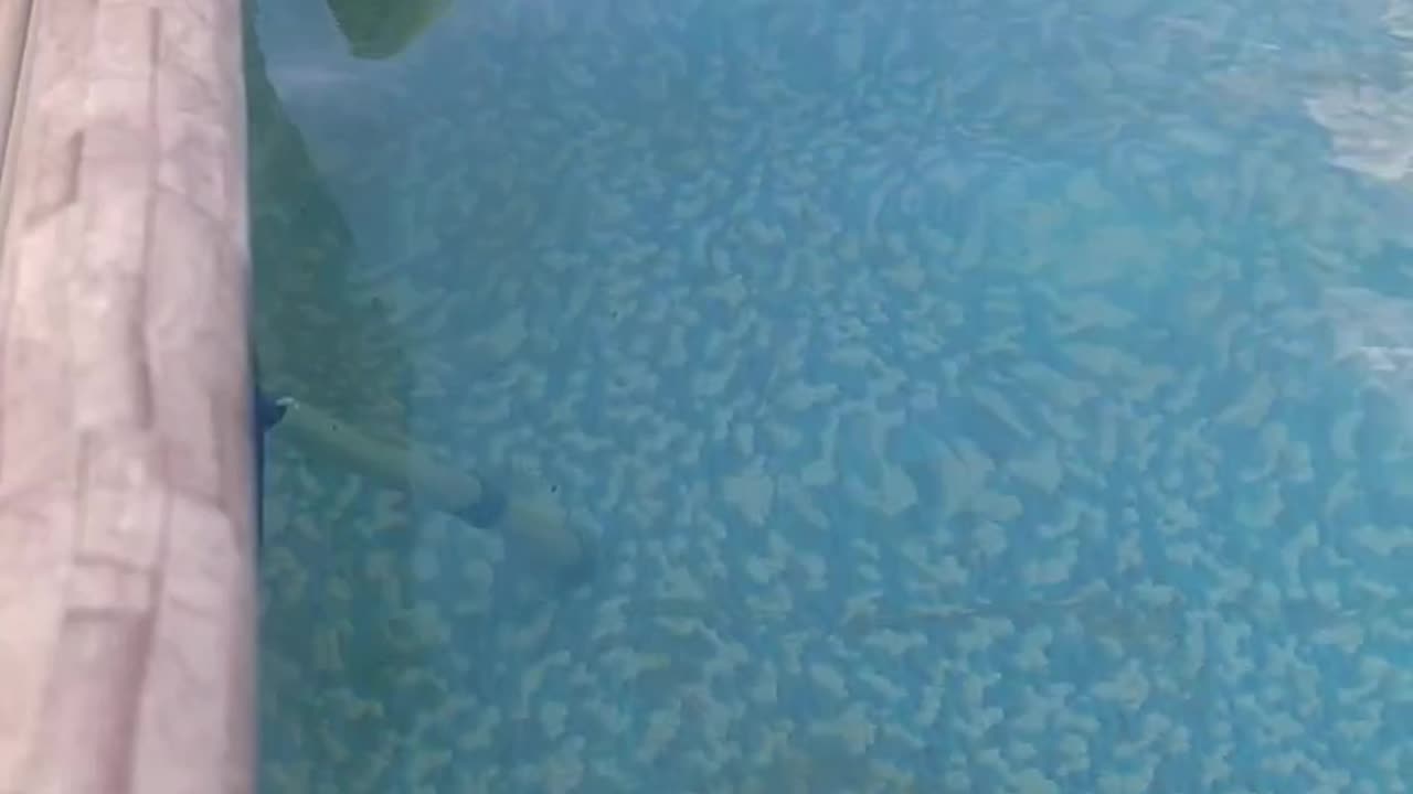 Drowning Squirrel Clings To Pool Noodle