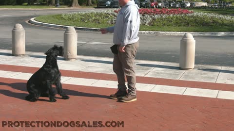 Giant Schnauzers as a Protection Dog