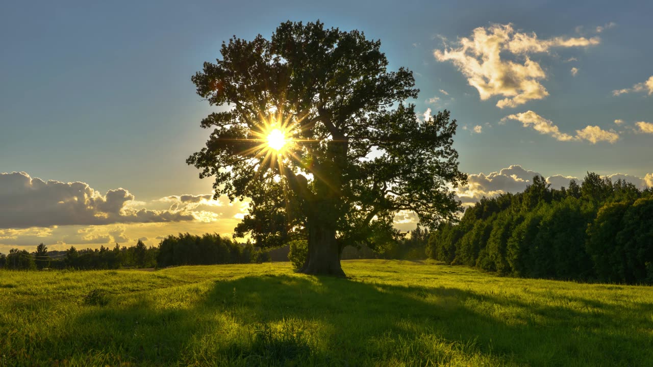 Restore Endurance 💎 Herbal/Plant Frequency 🌳 396hz 💫
