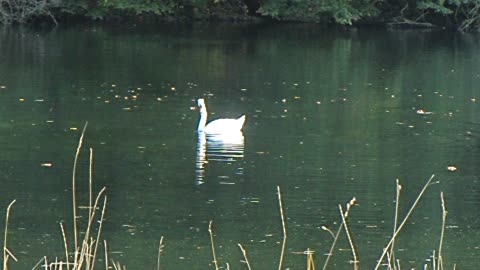 A white swan dives for food in a lake in Germany