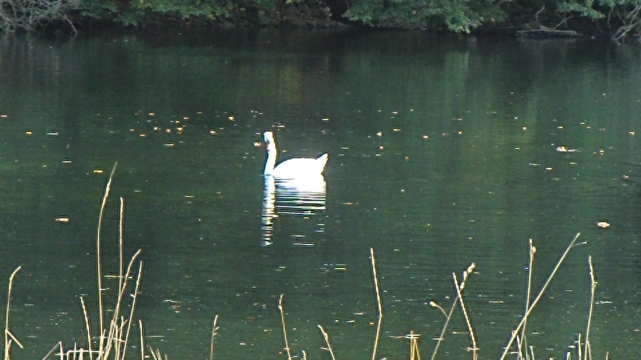 A white swan dives for food in a lake in Germany