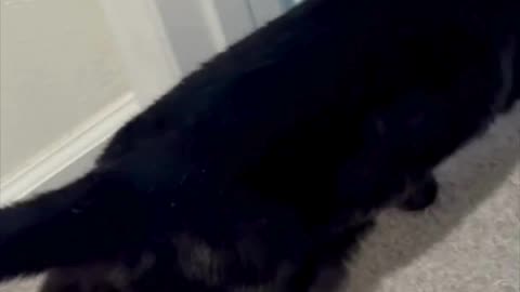 Cute Precious Piper Enters Her Office in the Morning - My Adopted Shelter Cat Vlog #shorts