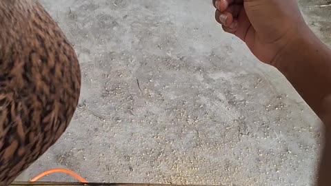 Duck eating cucumber