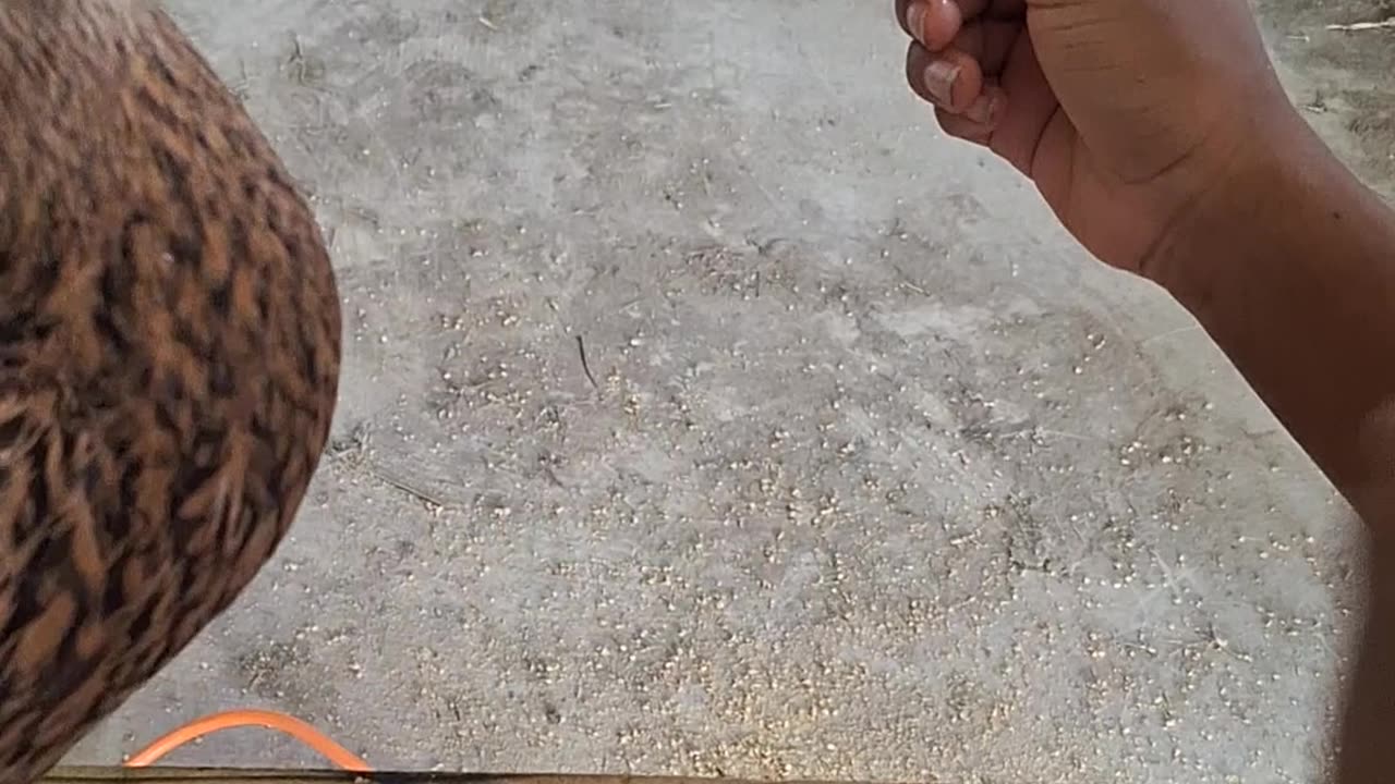 Duck eating cucumber