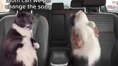 Funny cats