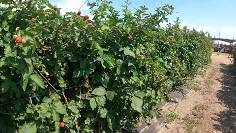 🍇 Blackberry Picking at Southern Hill Farms in Clermont, Florida