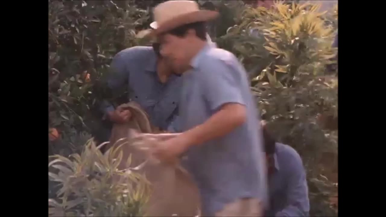 1986 Stingray: Ancient Eyes