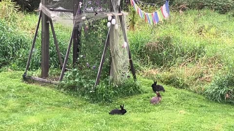 We Decided To Free The Bunnies 😍💗!