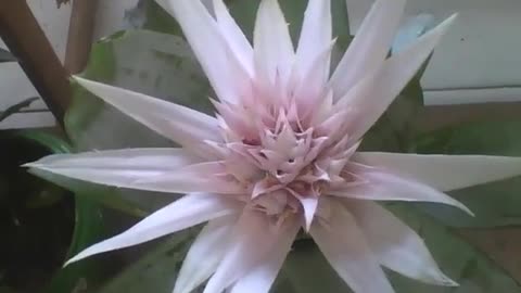 Beautiful pink bromeliad in the flower shop, the red one is more prettier! [Nature & Animals]