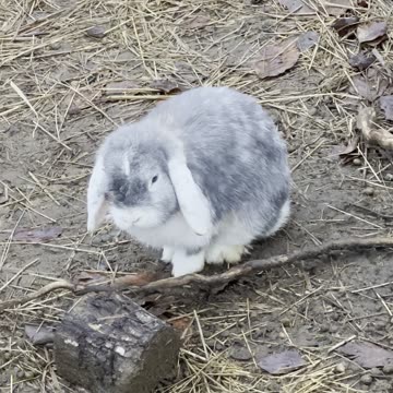 Bunny Bath Time – Adorable Grooming Moment 💦