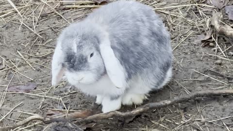 Bunny Bath Time – Adorable Grooming Moment 💦