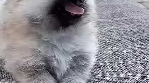 Cute Puppies Fun Rumble Thumbnail