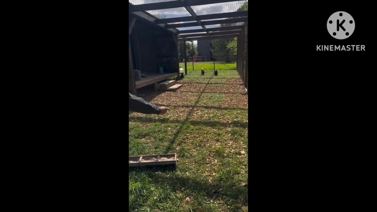 Ellen DeGeneres Hilariously Struggles with Lawn Mower at $18M UK Farmhouse |Tour of Cotswolds Estate
