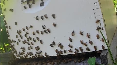 Bees on a Saturday Afternoon