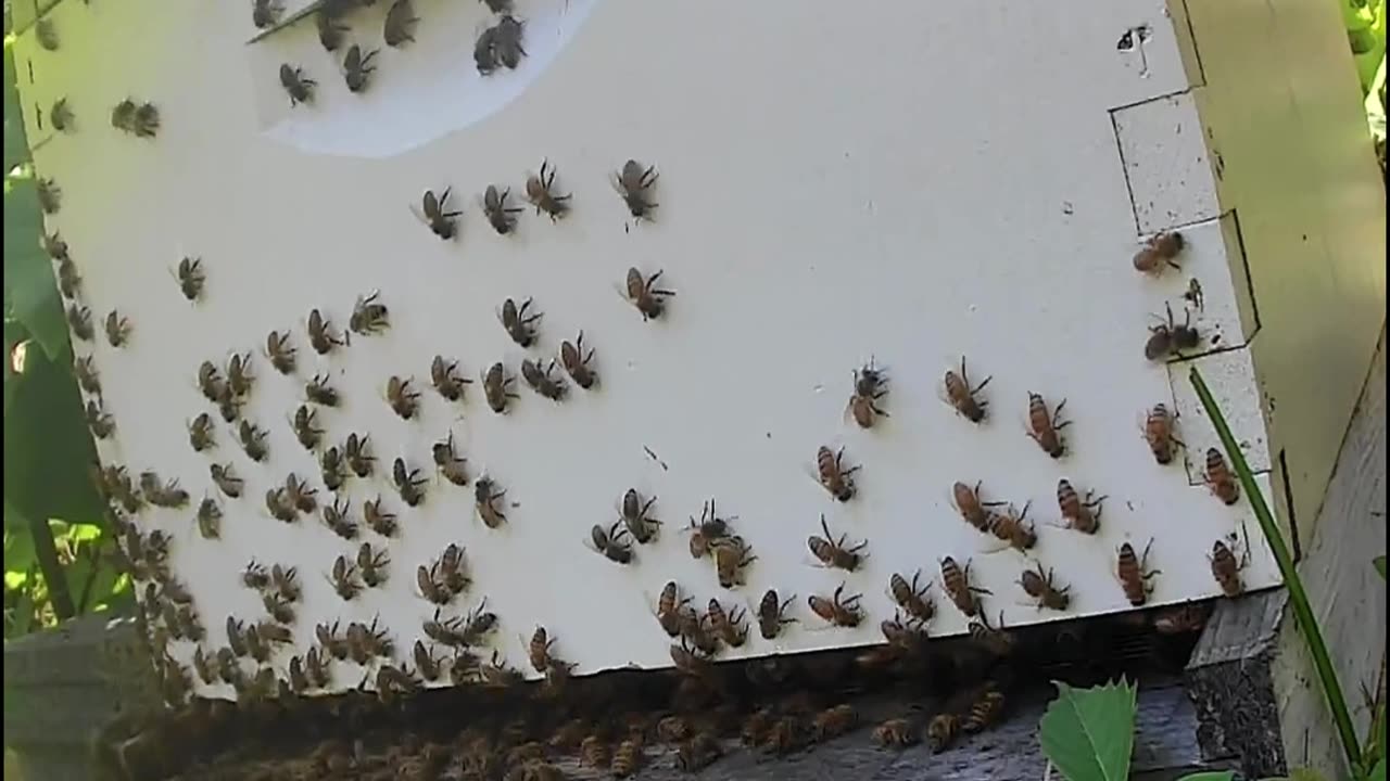 Bees on a Saturday Afternoon