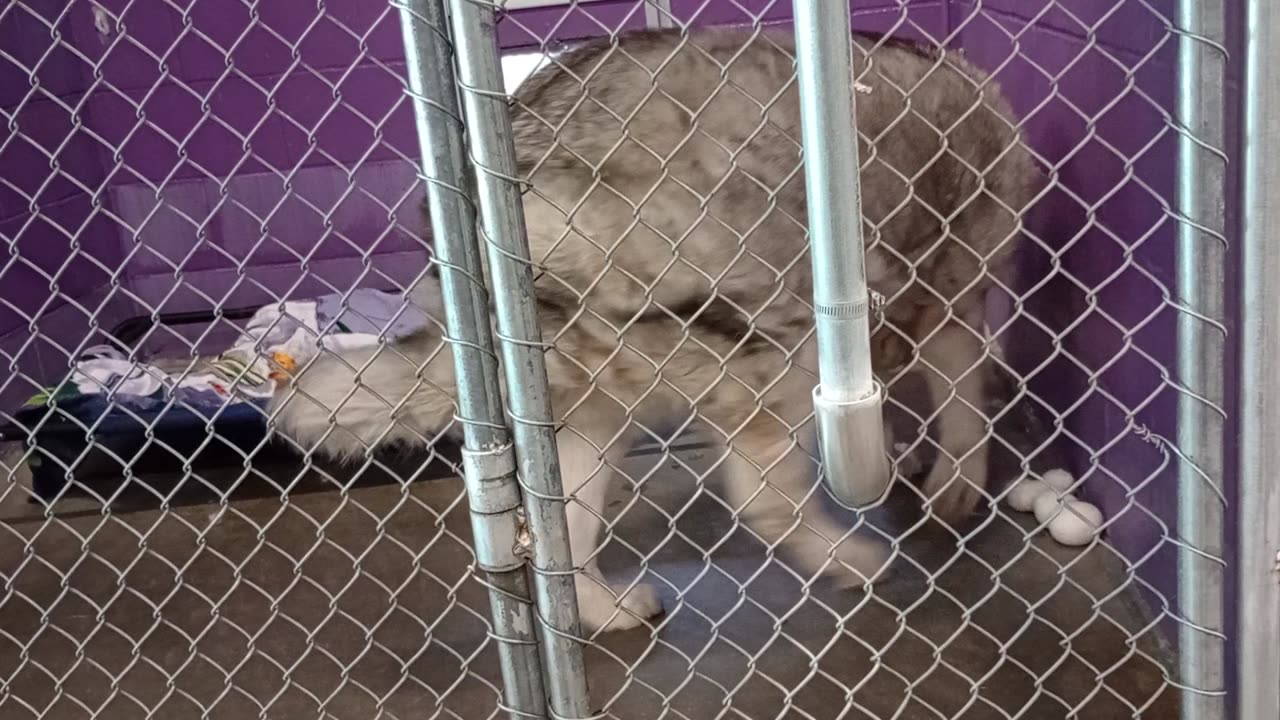 Hiro 7y Pet Id 943938 kennel 18 HSSAZ sheter 503