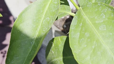 Limes!? Teaching how to grow citrus on your deck